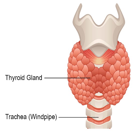 Thyroid Cancer